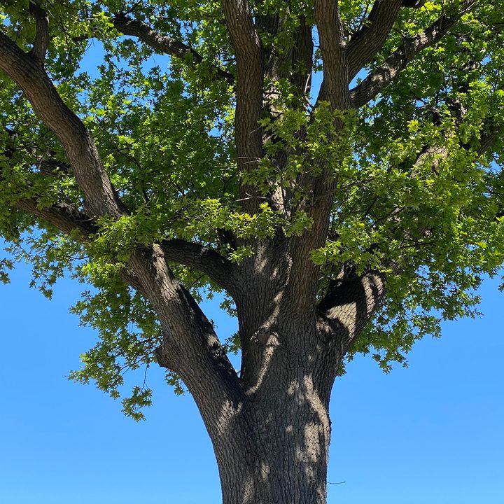 iphone 11 pro galaxy s20 plus oneplus 8 huawei p40 camera shootout tree zoom