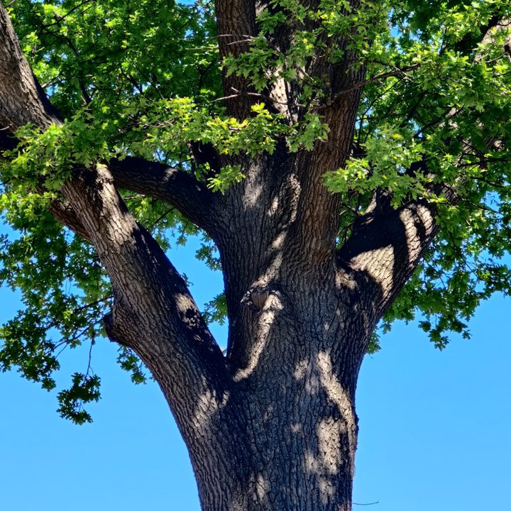 iphone 11 pro galaxy s20 plus oneplus 8 huawei p40 camera shootout tree zoom
