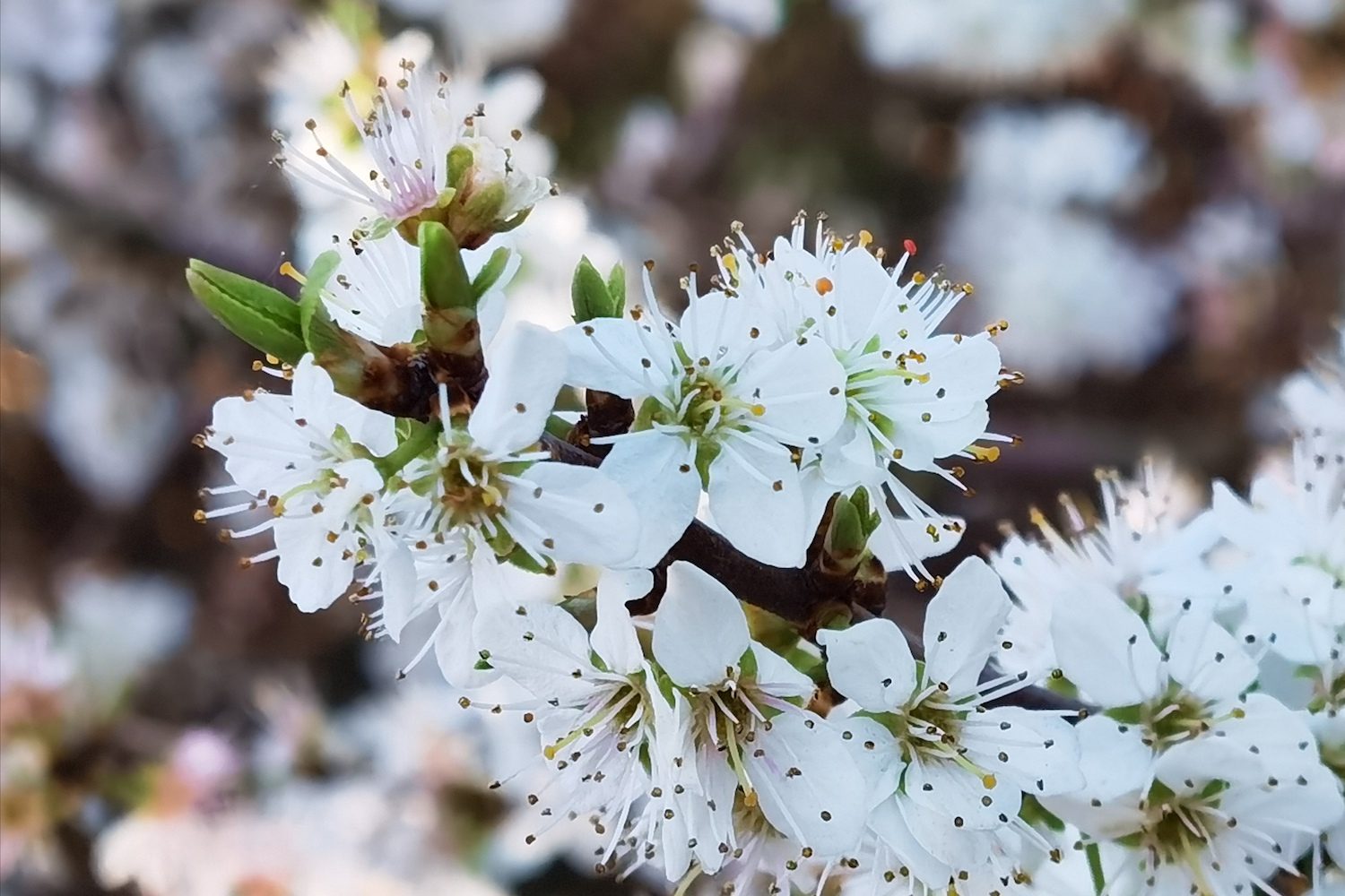 huawei p40 pro review n4037