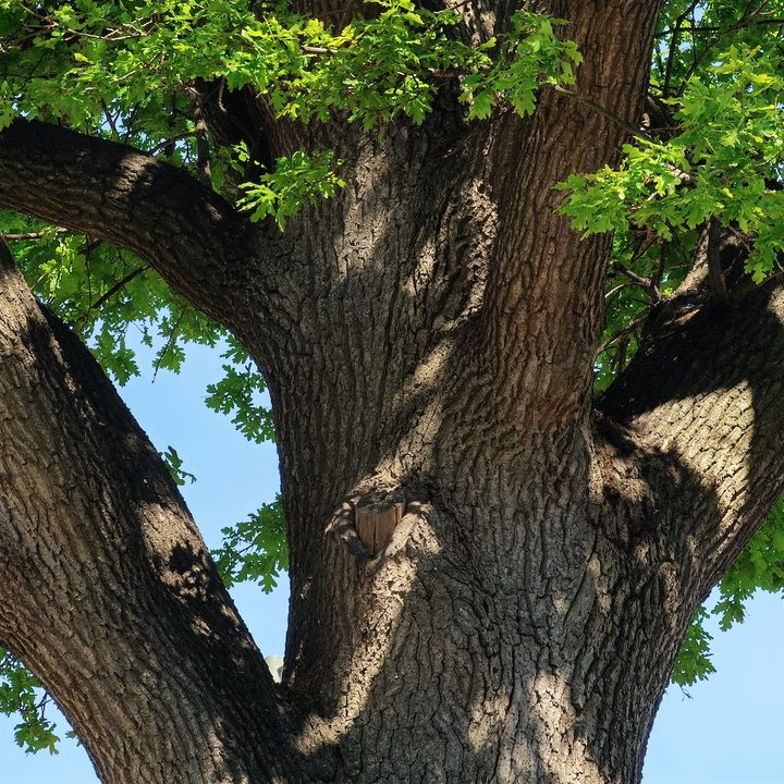 iphone 11 pro galaxy s20 plus oneplus 8 huawei p40 camera shootout tree zoom