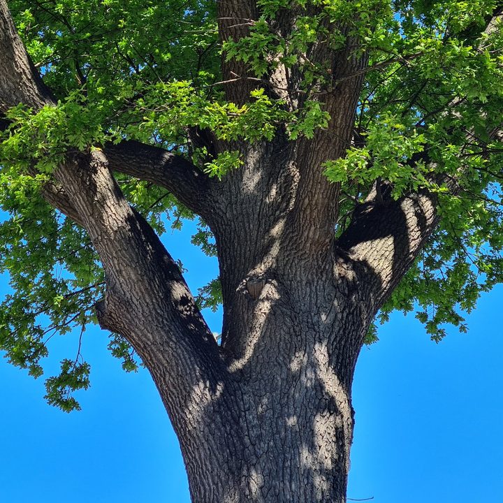 iphone 11 pro galaxy s20 plus oneplus 8 huawei p40 camera shootout tree zoom