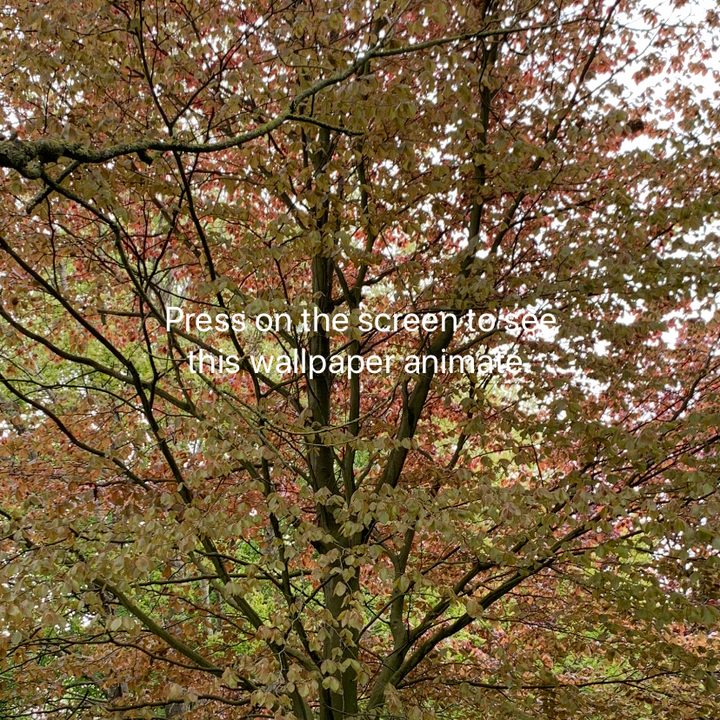 Setting live wallpaper iPhone