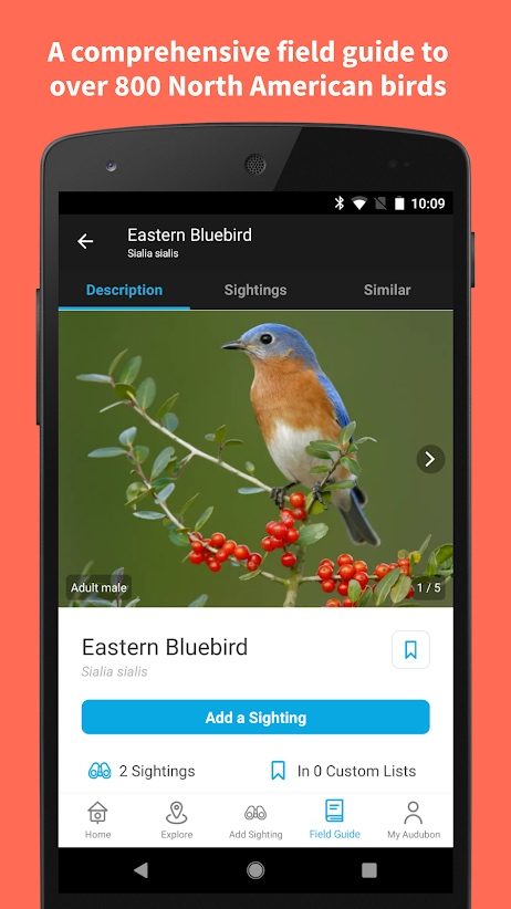 the best bird identification apps for ios and android audubon2