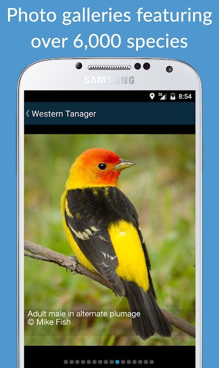 the best bird identification apps for ios and android birdseye3