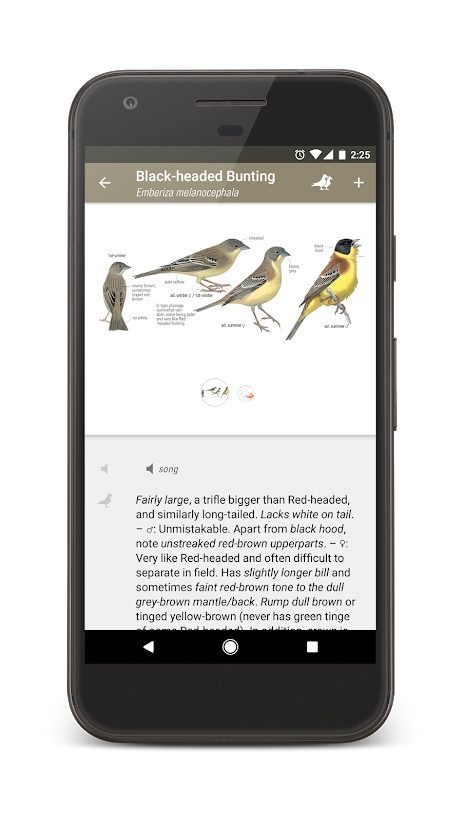the best bird identification apps for ios and android collins3