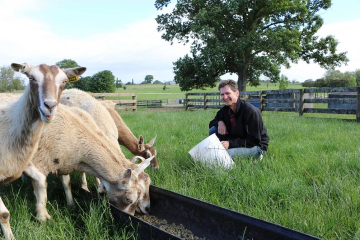 Goetz-and-goats