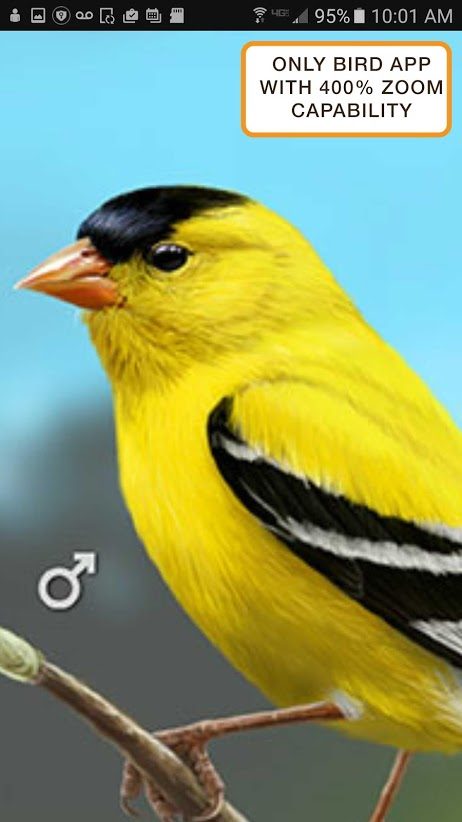 the best bird identification apps for ios and android ibird3