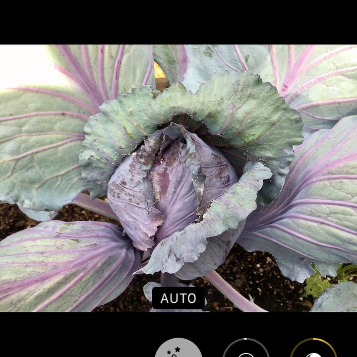 Photos iOS 13