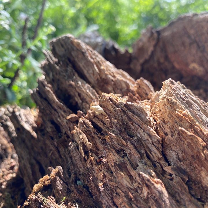 huawei p40 pro plus vs apple iphone 11 samsung galaxy s20 ultra google pixel 4 camera shootout close