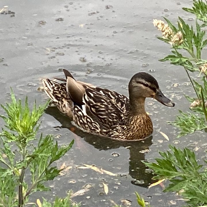 huawei p40 pro plus vs apple iphone 11 samsung galaxy s20 ultra google pixel 4 camera shootout duck