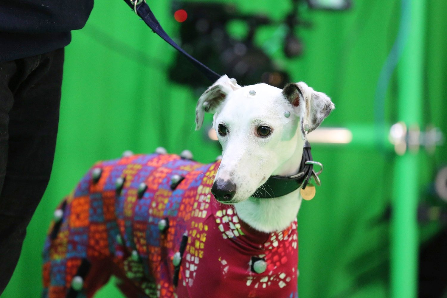 Mo-cap dog