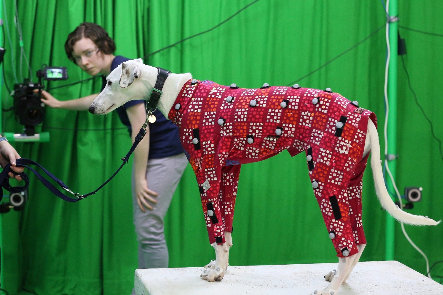 Mo-cap dog image 2