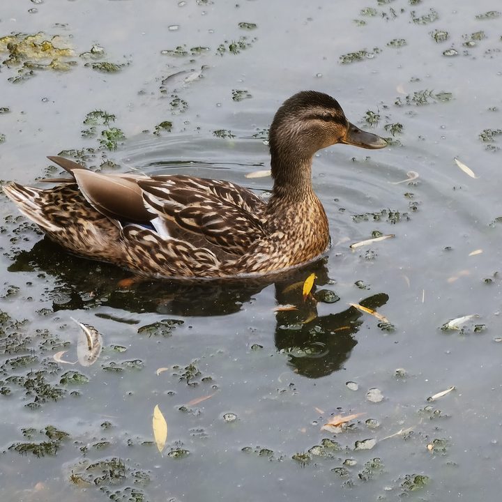 huawei p40 pro plus vs apple iphone 11 samsung galaxy s20 ultra google pixel 4 camera shootout duck