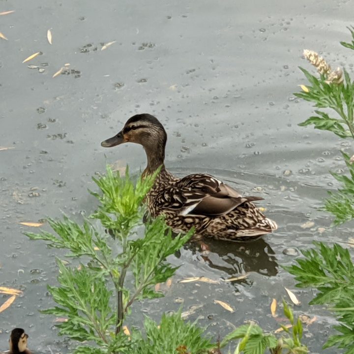 huawei p40 pro plus vs apple iphone 11 samsung galaxy s20 ultra google pixel 4 camera shootout duck