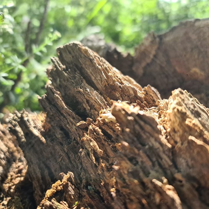 huawei p40 pro plus vs apple iphone 11 samsung galaxy s20 ultra google pixel 4 camera shootout close