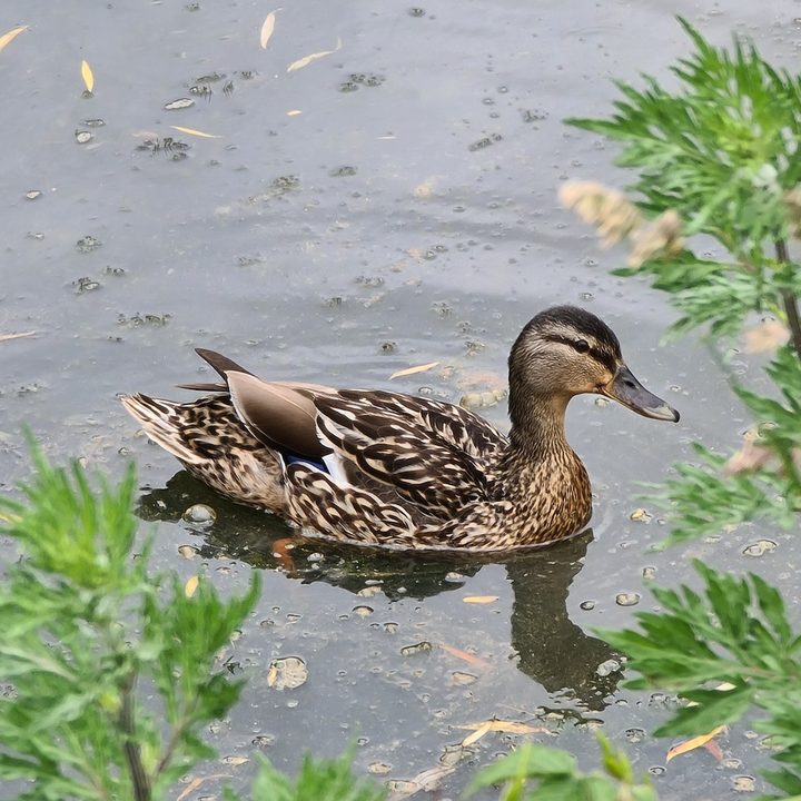 huawei p40 pro plus vs apple iphone 11 samsung galaxy s20 ultra google pixel 4 camera shootout duck