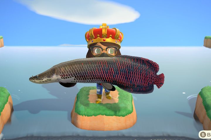 animal crossing new horizons fish august