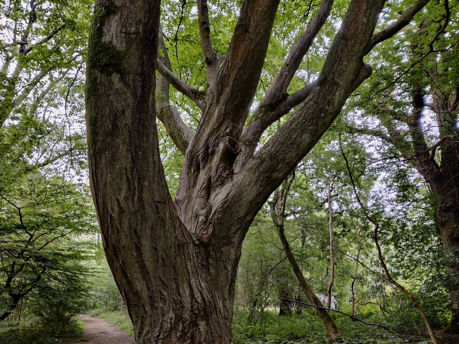 oneplus nord review tree