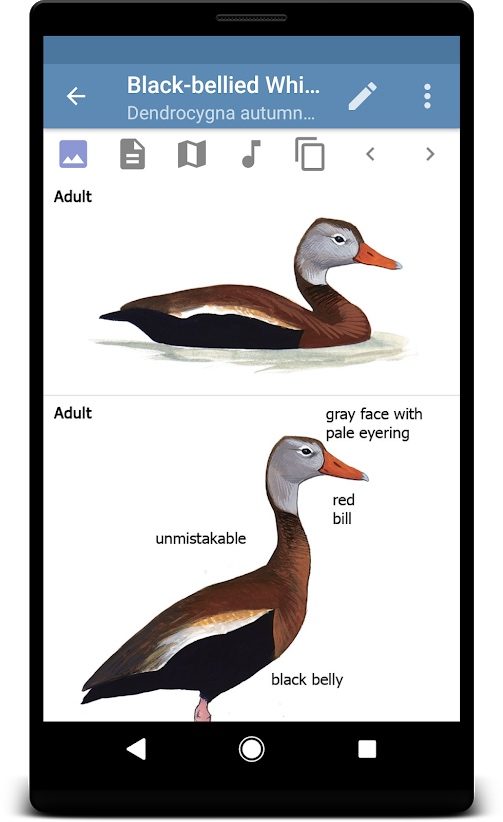the best bird identification apps for ios and android sibley2