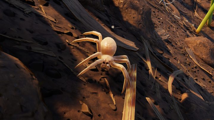 Spiderling location Grounded