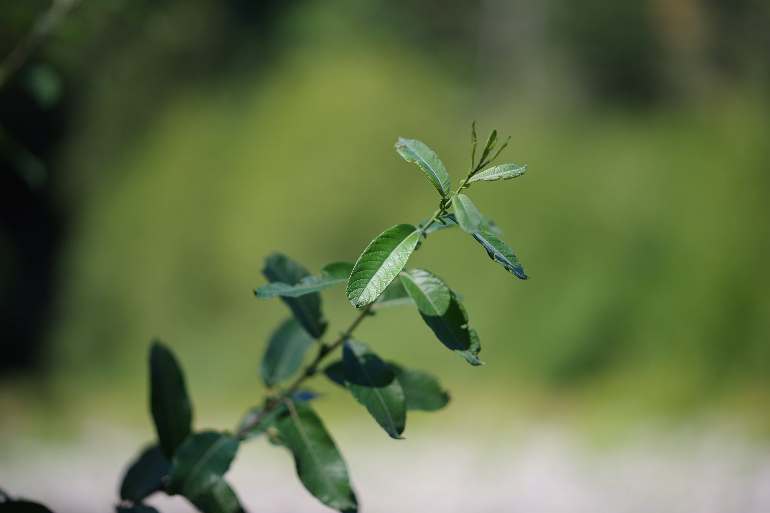 pentax d fa star series 85mm f14 review hd sample 21