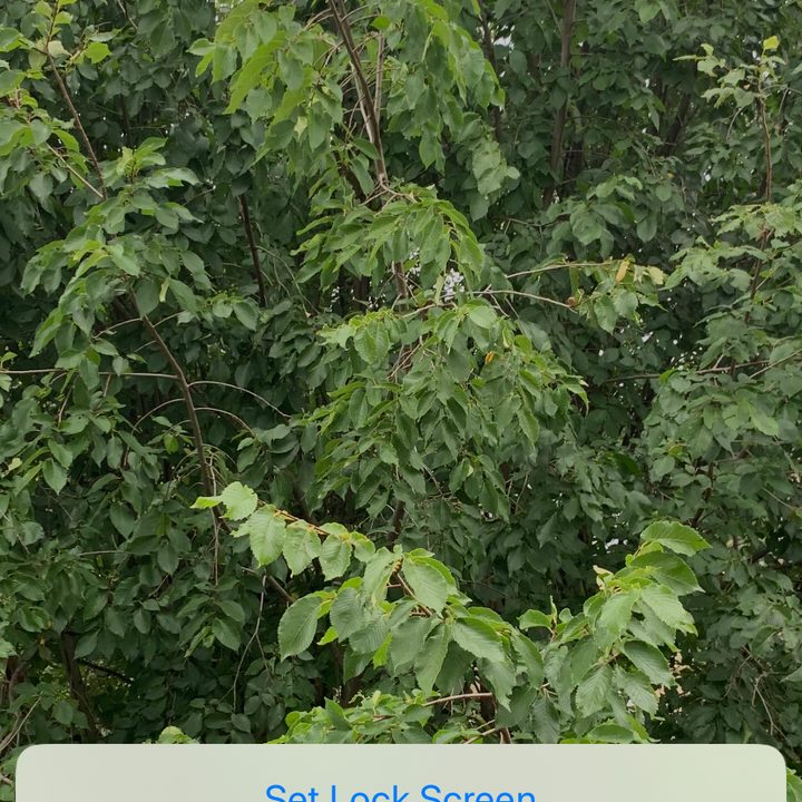 iPhone new wallpaper options