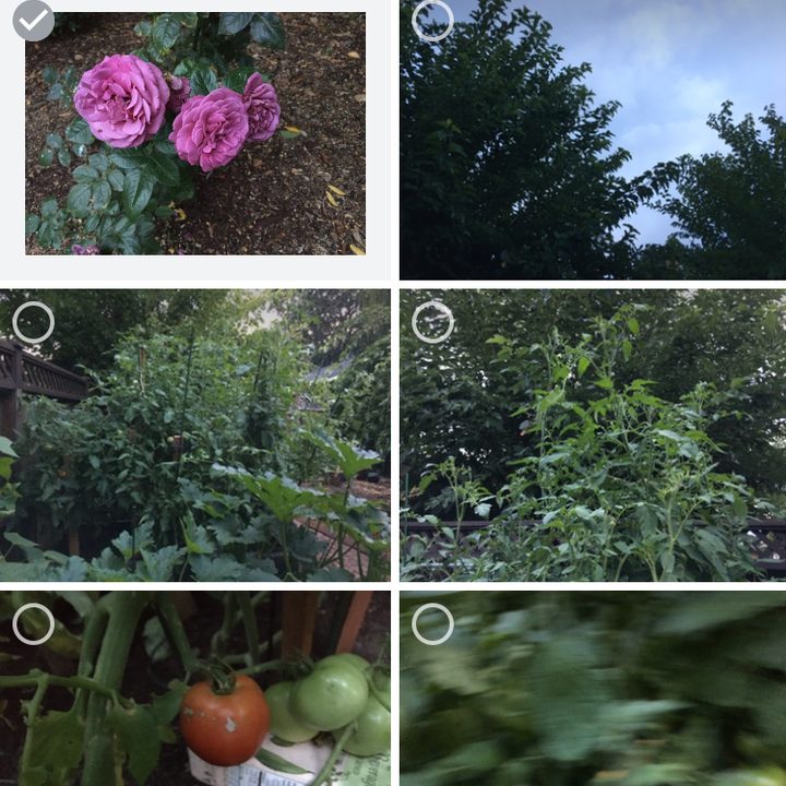 google photos tips and tricks link4