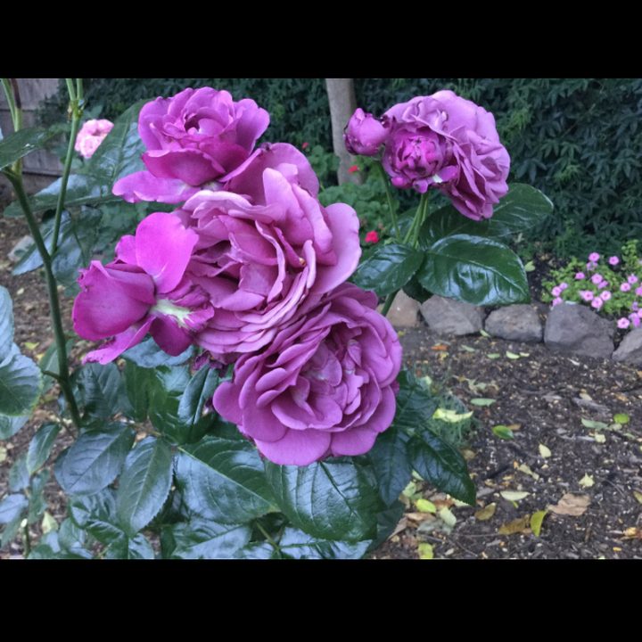 Google Photos sharing