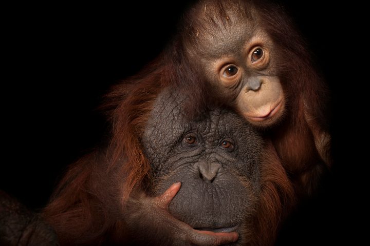 Bornean orangutan biodiversity report