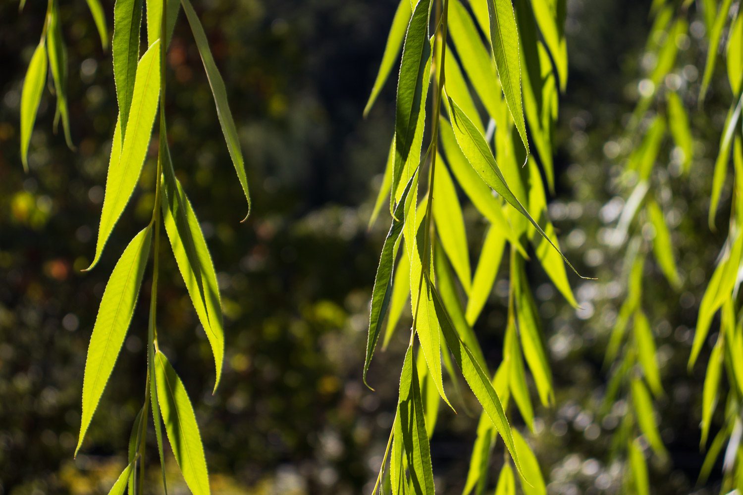 Sample image shot on Canon EOS Rebel T8i