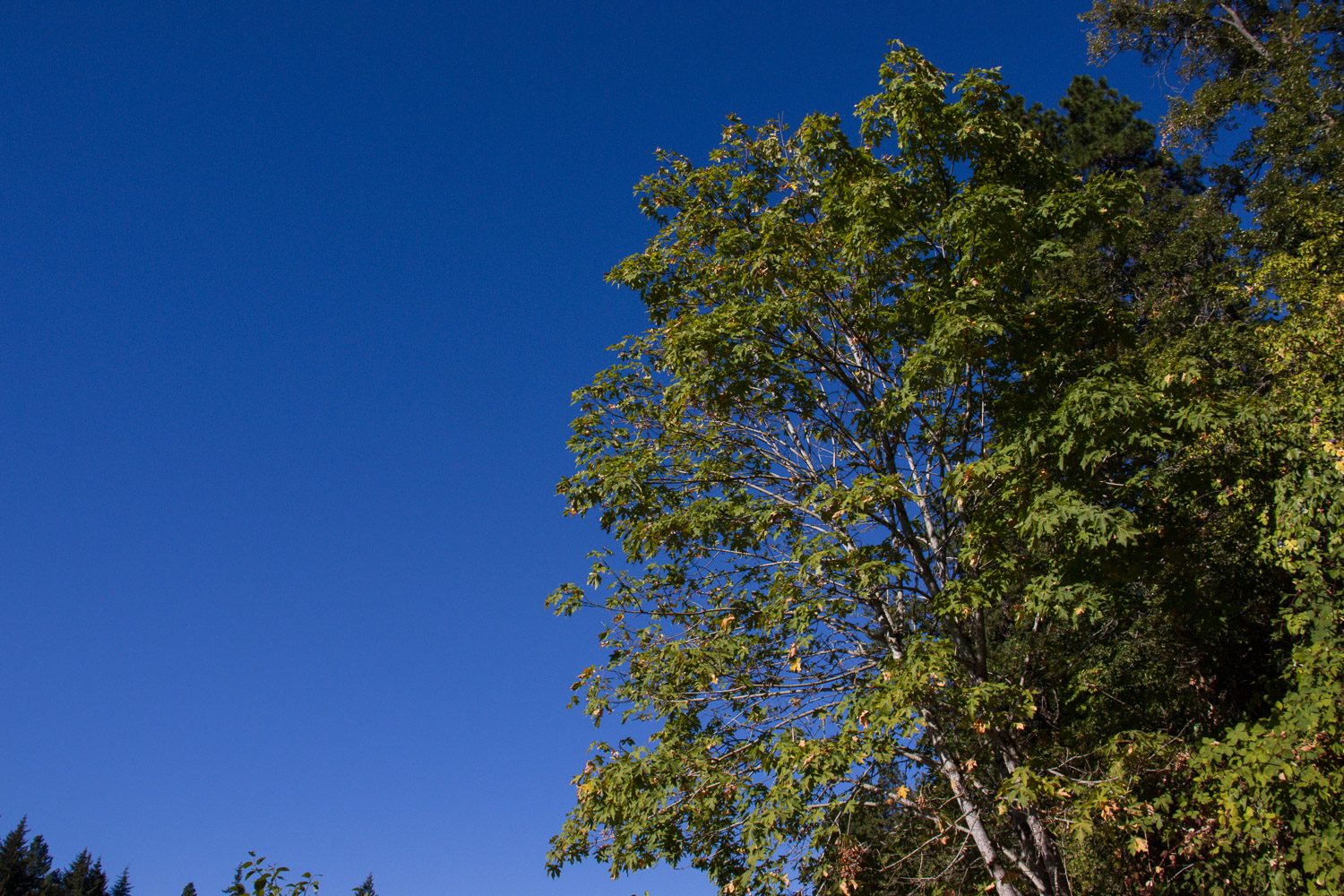Sample image shot on Canon EOS Rebel T8i