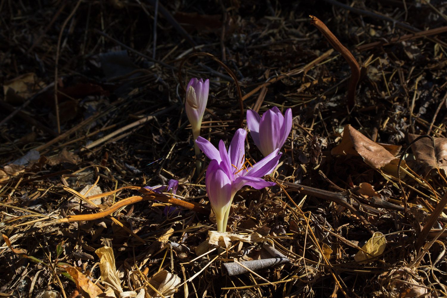Sample image shot on Canon EOS Rebel T8i