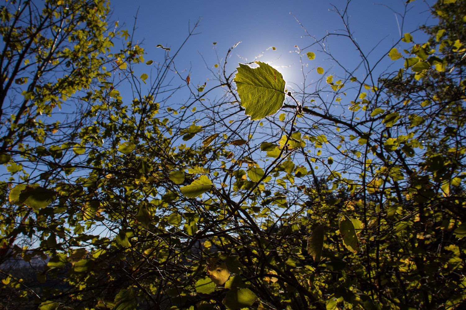 Sample image shot on Canon EOS Rebel T8i