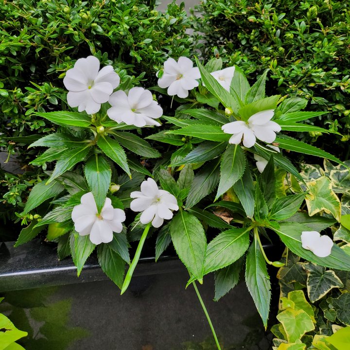 samsung galaxy z fold 2 5g review camera sample 11