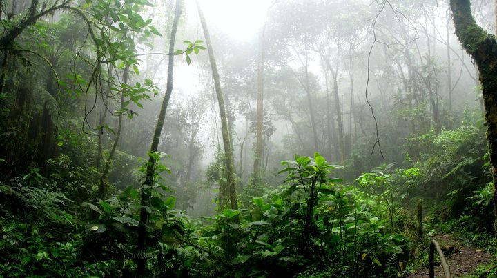 jungle forest