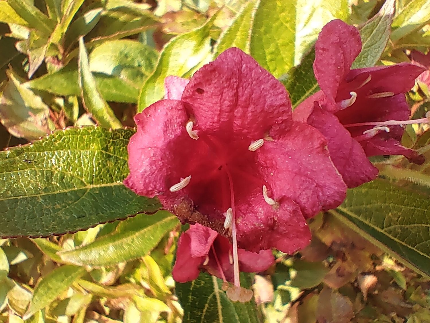 nokia 8 3 review 83 flower macro