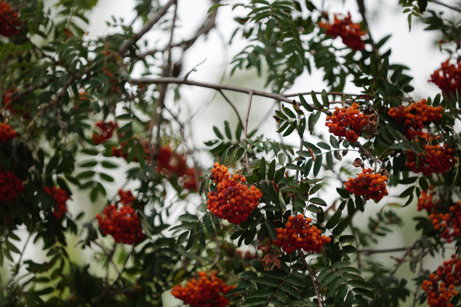 panasonic lumix s1h review sample dm 1