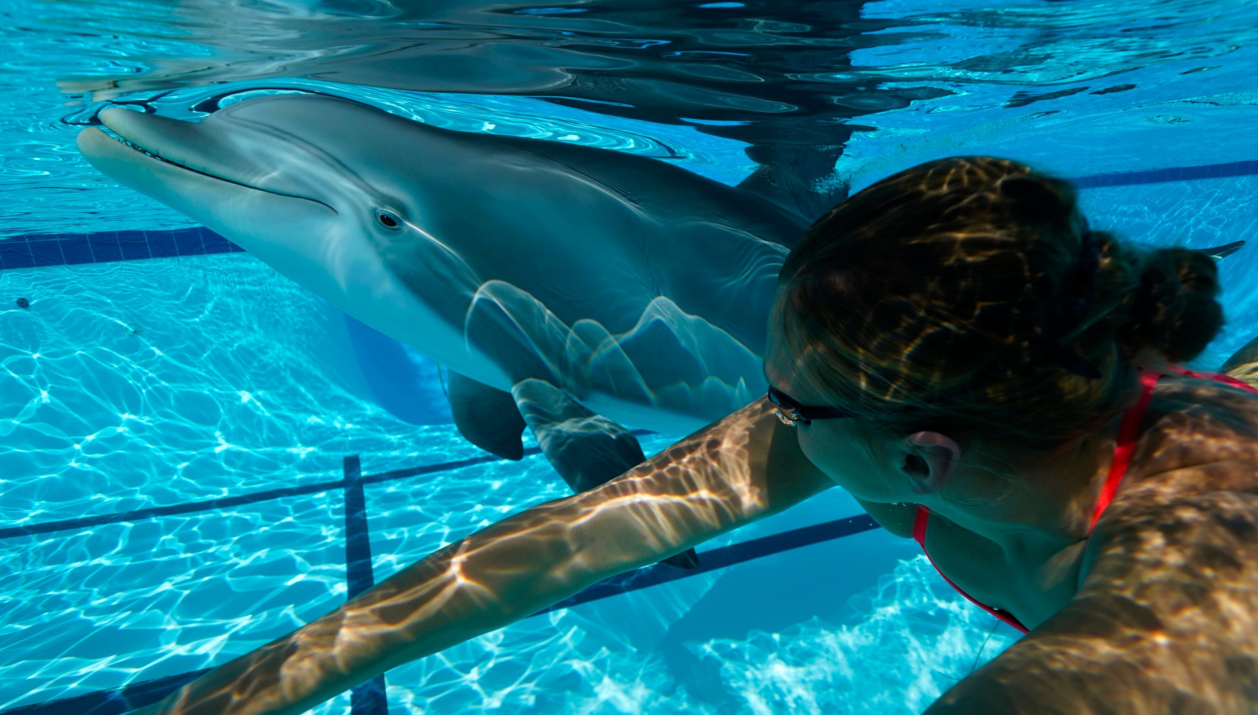 robot dolphin animatronic aquarium dolphin2