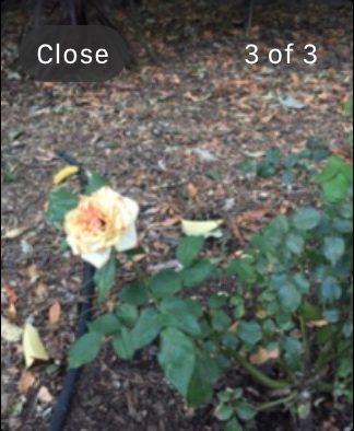 Apple Watch Camera Remote image.
