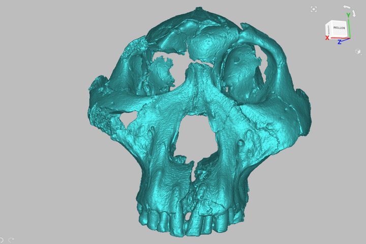 3D scanned skull
