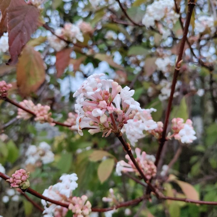 oneplus nord n10 5g versus pixel 4a flower