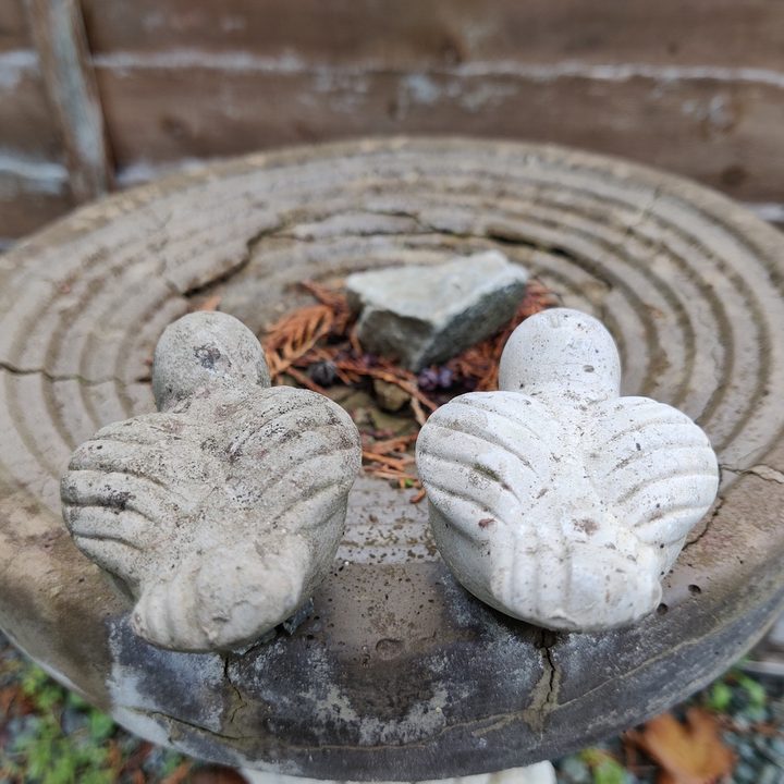 oneplus nord n10 5g versus pixel 4a bird bath