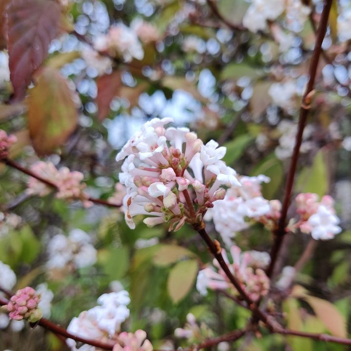 oneplus nord n10 5g versus pixel 4a flower