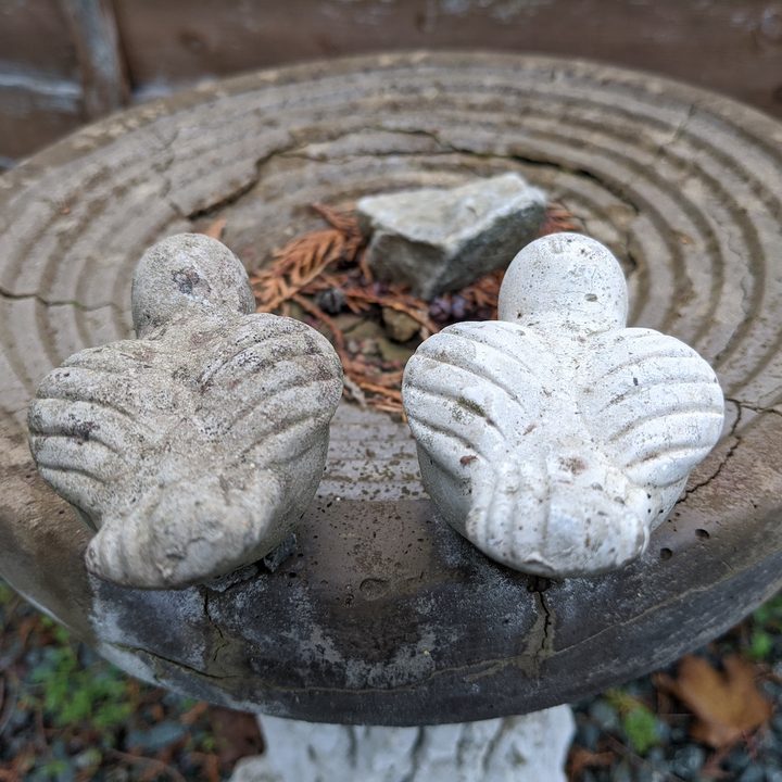 oneplus nord n10 5g versus pixel 4a bird bath