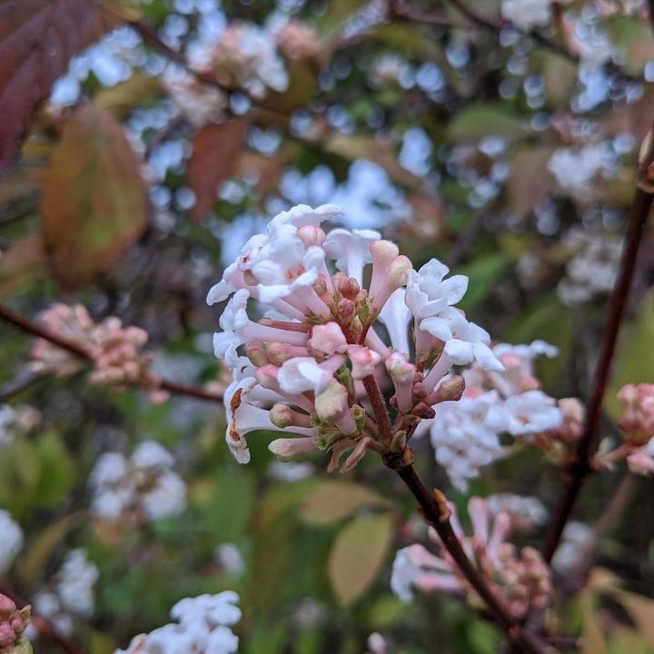 oneplus nord n10 5g versus pixel 4a flower