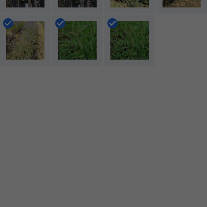 Restore Google Photos on Android