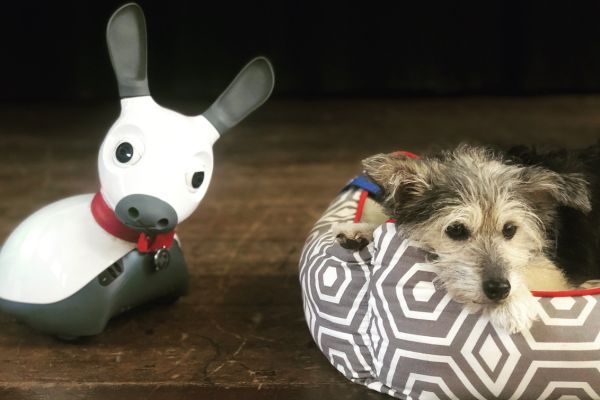 MiRo-E biomimetic robot along with therapy dog Tallulah