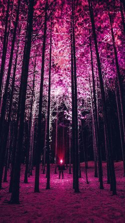 Papers.co forest scene.