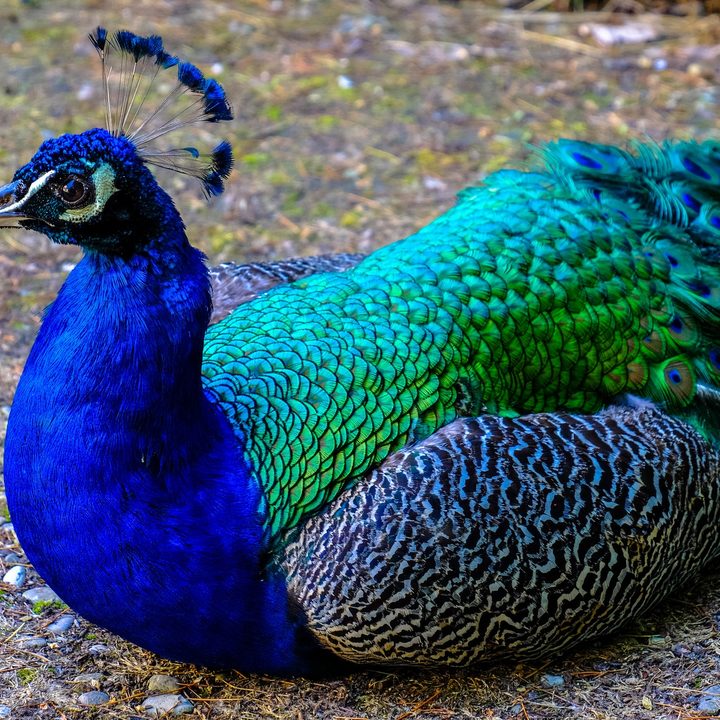 Photo showing brightly colored peacock sitting on ground.