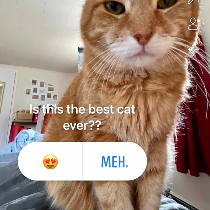 Facebook Stories Poll